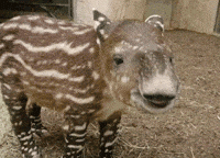 Baby Nose GIF by San Diego Zoo Wildlife Alliance