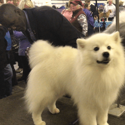 dog show dogs GIF by Westminster Kennel Club