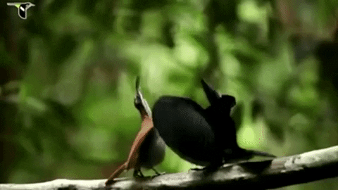 karlapinkfireprince giphygifmaker GIF