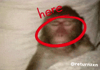Shleep GIF