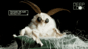 GIF by KQEDScience