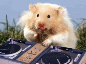 hamsters radios GIF