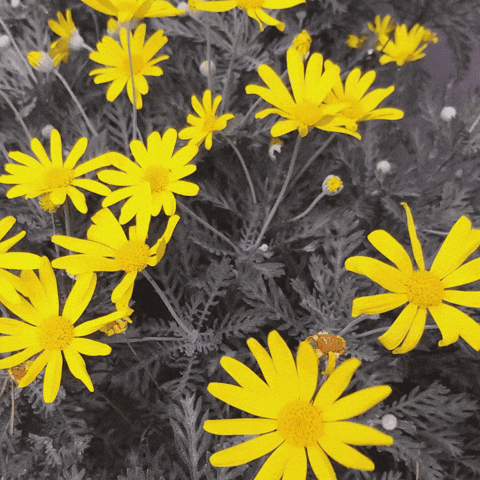 Flower GIF