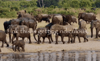 Elephant Getting GIF