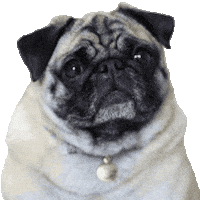 Fun Talk Sticker by Amora Pug Brasil