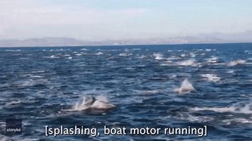 Large Pod of Dolphins Stampedes Alongside Boat