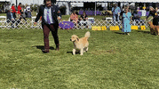 GIF by Westminster Kennel Club