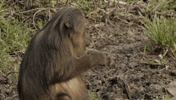 When Nature Calls Yes GIF by ABC Network