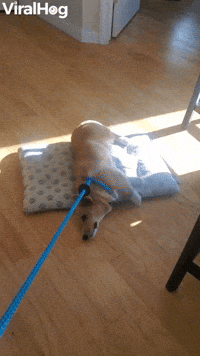 Doggy Makes a Choice Between Walking and Bed