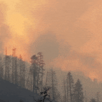 Brynne4Congress instagram california congress election2020 GIF