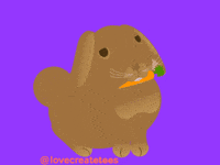 Bunny Hello GIF