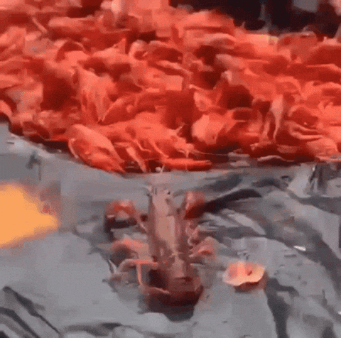 TIGOfficial giphycreatortest GIF