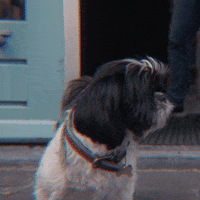 universalmusicnl reaction cute dog mood GIF