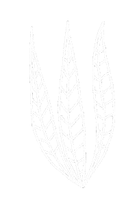 Plant Leaves Sticker