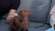 Keeping Up With The Kardashians Kardashian GIF by E!