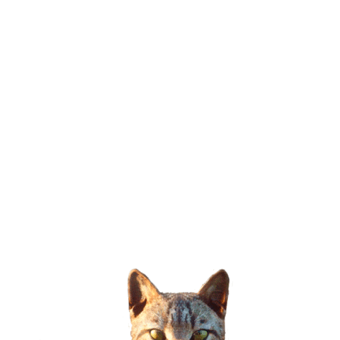 Red Dead Redemption Cat Sticker by Rockstar Games