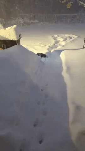 Dog Tracks Through Deep Snow in Buffalo Area