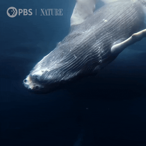 Dive Explore GIF by Nature on PBS