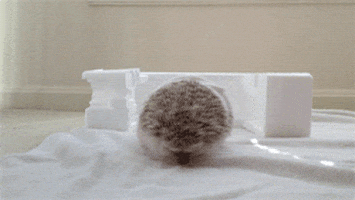 miley cyrus hedgehog GIF