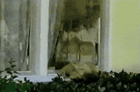 Fail I Miss Her GIF