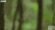 dance jump GIF by BBC Earth