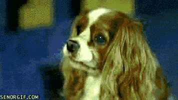 lady and the tramp dog GIF by Cheezburger