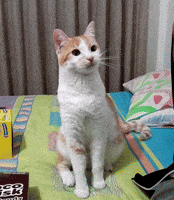 Cats Catslovers GIF