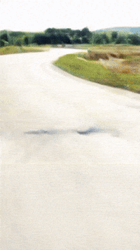 Motos Dogslovers GIF