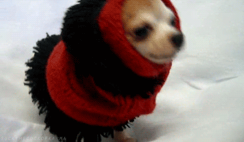 Video gif. Chihuahua is wrapped up in a scarf and only its little snout and hind legs are visible.
