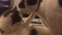 Two Cats Give Each Other a Cleaning