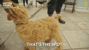 National Geographic Vet GIF by Nat Geo Wild