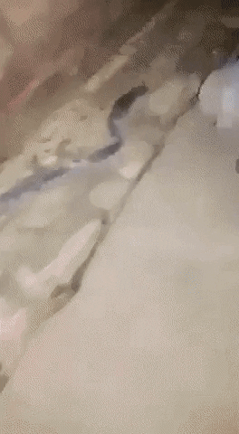 BaklolGifs giphyupload rats pretending to be snake GIF