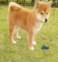 Tokyogirl GIF