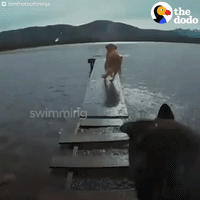 dog GIF by The Dodo