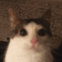 Cat Luna GIF