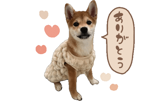 Shibasoa giphyupload しばいぬ 柴 柴そあ Sticker