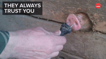 Why Animals Make The Best Friends