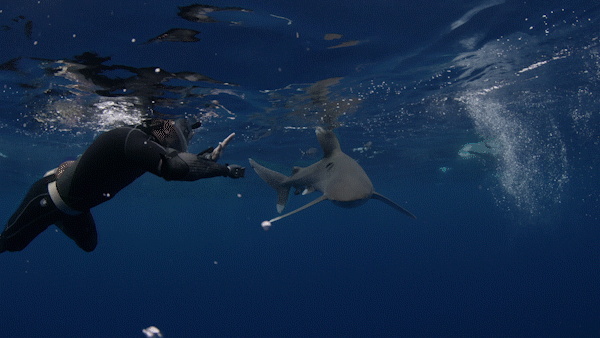 ship sharks GIF by Shark Week