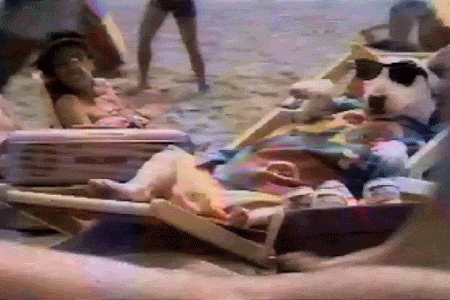 News MEI - Edição 18 - GIF de cachorro, deitado em uma cadeira na praia, de óculos escuros tomando banho de sol.