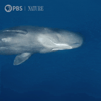 Sperm Whale Swimming GIF by Nature on PBS