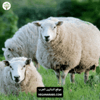 Eid Al-Adha GIF by VeganArabs
