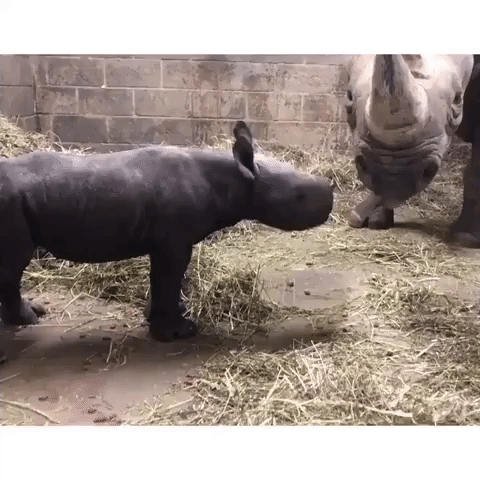 Adorable Six-Day-Old Baby Rhino Nuzzles Mom at Cincinnati Zoo