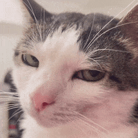 monkeycatluna monkeycatluna crunchycat crunchycatluna luna judgy cat GIF