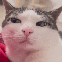monkeycatluna monkeycatluna crunchycat crunchycatluna luna judgy cat GIF