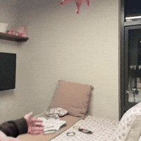 Punch Pig GIF