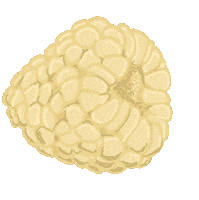 Himbeere Beeren Sticker by Nadine Chaignat