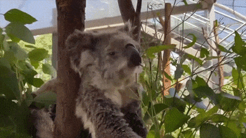 Sweet Sixteen Zoo GIF by Storyful