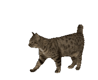 Cat Sticker by De Graafschap Dierenartsen