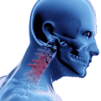 eurospine society spine wirbelsäule eurospine Sticker