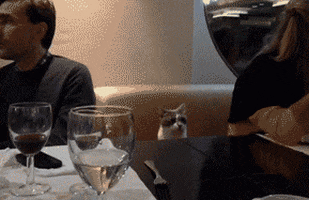cats family GIF